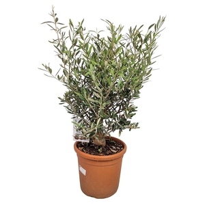 OLEA EUROPAEA