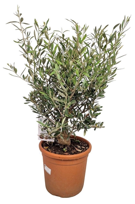 <h4>OLEA EUROPAEA</h4>