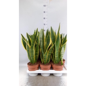 Sansevieria trifa. 'Laurentii'