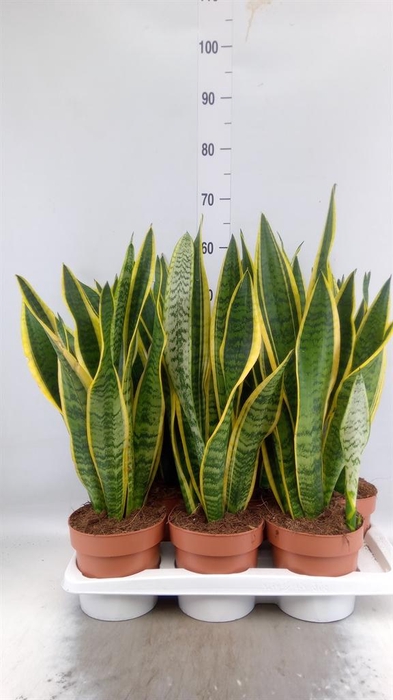 <h4>Sansevieria trifa. 'Laurentii'</h4>