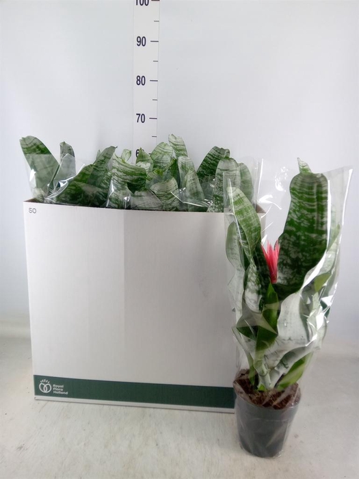 <h4>Aechmea fasciata 'Primera'</h4>