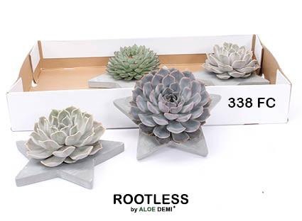 <h4>ARR SUCCULENTEN</h4>