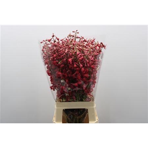 Delph En Be An White Red Dyed 70cm X50