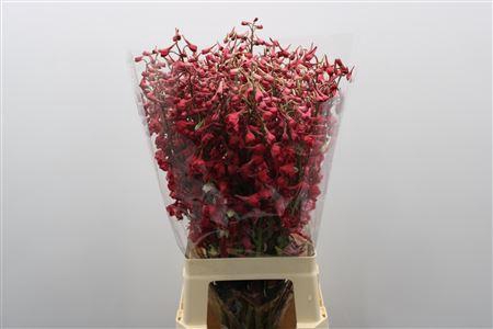 Delph En Be An White Red Dyed 70cm X50