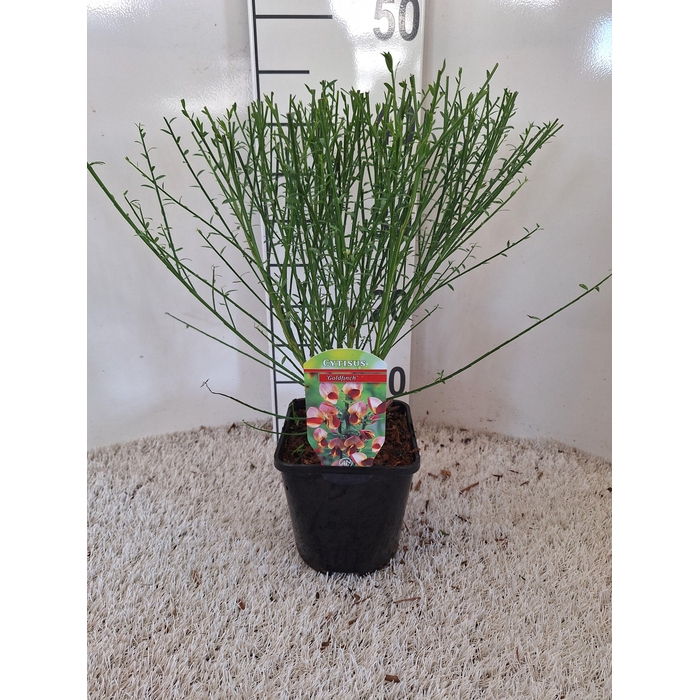 <h4>Cytisus 'Goldfinch'</h4>