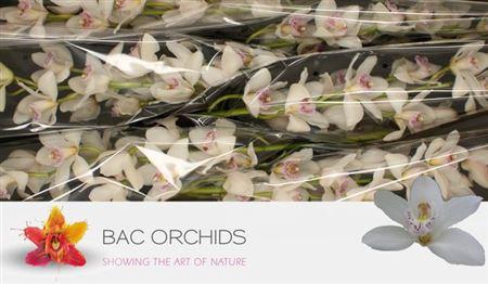 <h4>Cymb T Silver</h4>