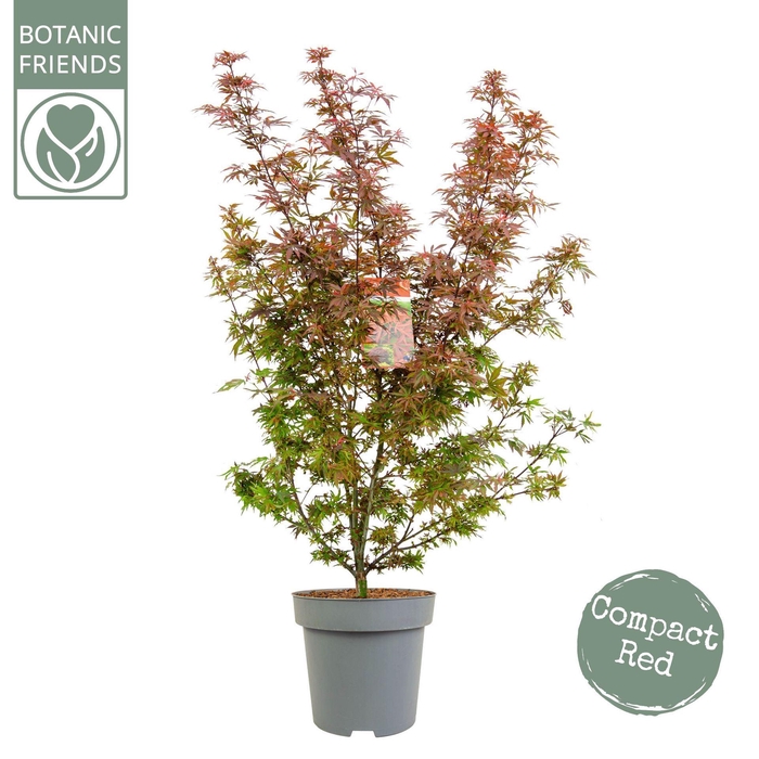 <h4>Acer palmatum Shaina</h4>