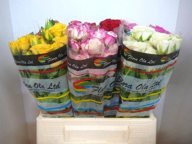 <h4>R TR GEM IN FUST</h4>