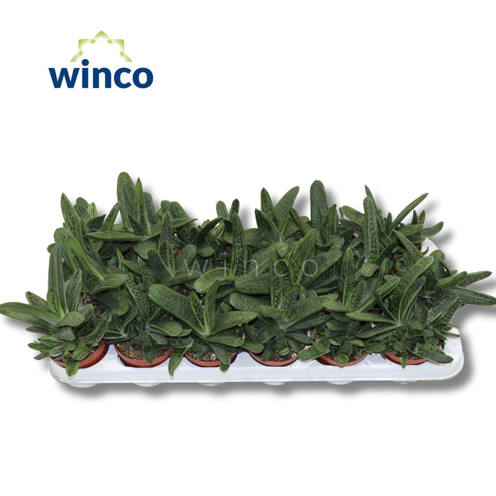 <h4>Gasteria Little Warthii</h4>