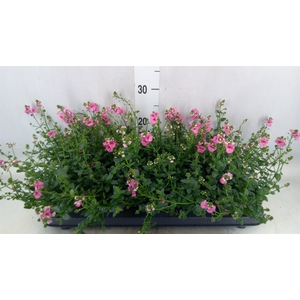 Diascia  'My Darling Berry'