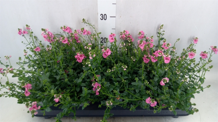 <h4>Diascia  'My Darling Berry'</h4>
