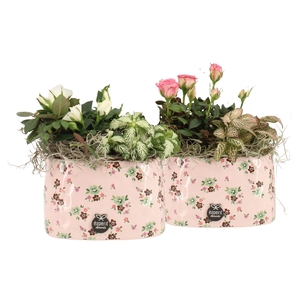 21641: Lovess arrangement