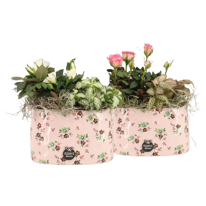 <h4>21641: Lovess arrangement</h4>