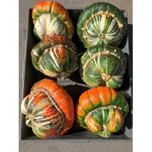 CUC TURKS TURBAN MIX FUST 251