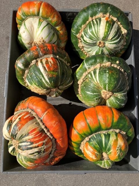 <h4>CUC TURKS TURBAN MIX FUST 251</h4>