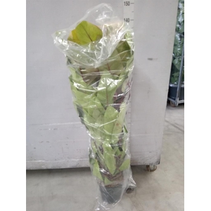 Philodendron  'Painted Lady'