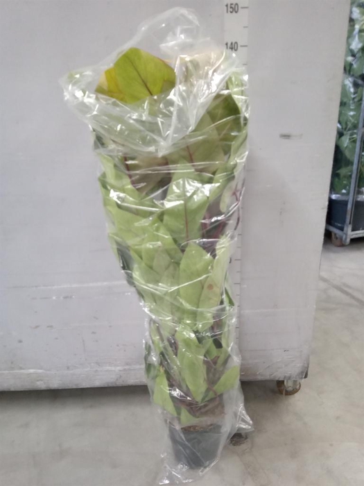 <h4>Philodendron  'Painted Lady'</h4>