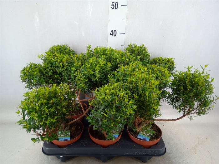 <h4>Myrtus communis</h4>