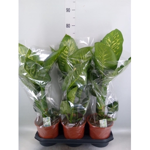 Dieffenbachia seg. 'Tropic Snow'