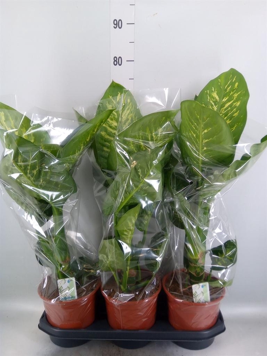 <h4>Dieffenbachia seg. 'Tropic Snow'</h4>