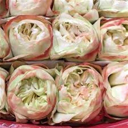 <h4>R Gr Khela-bb</h4>