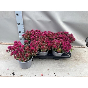 SEDUM SPU SPOT D ROS