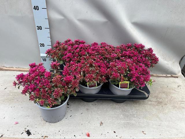 <h4>SEDUM SPU SPOT D ROS</h4>