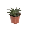 SUCULENTA HAWORTHIA LIMIFOLIA TWISTER P09