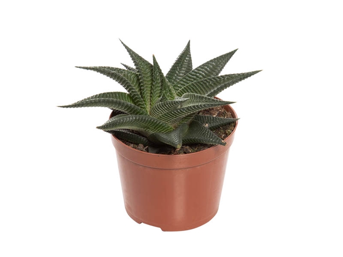 SUCULENTA HAWORTHIA LIMIFOLIA TWISTER P09