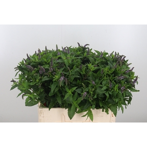 Mentha Tigra