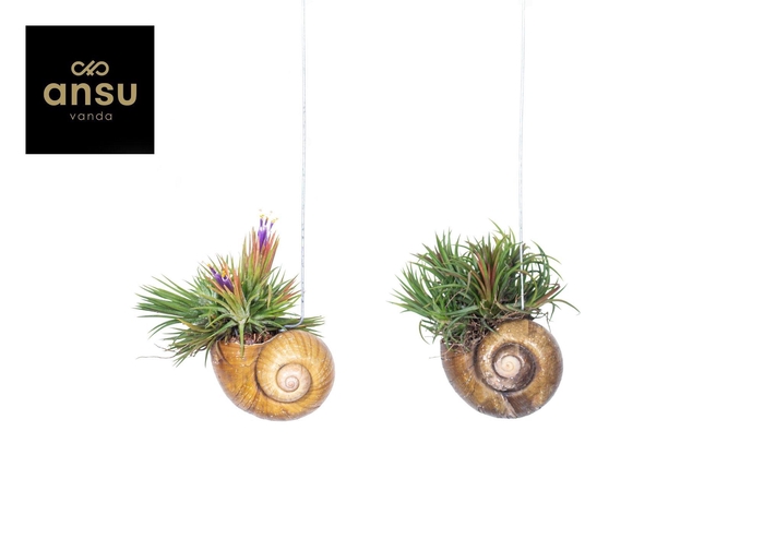 <h4>Tillandsia Shelly Hang (Los)</h4>