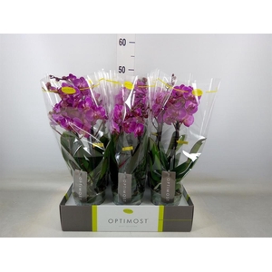 Phalaenopsis multi.   ...lilac