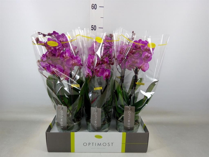 <h4>Phalaenopsis multi.   ...lilac</h4>