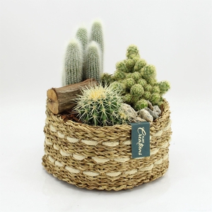 Arr.  Cactus H%