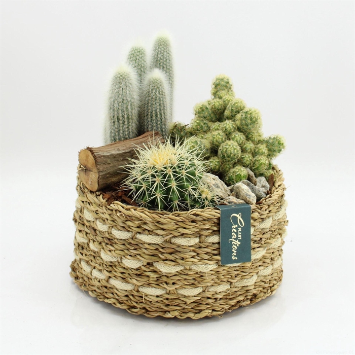 <h4>Arr.  Cactus H%</h4>