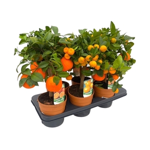 Citrus gemengd in tray