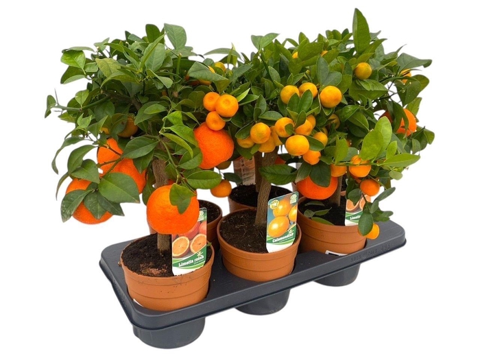 <h4>Citrus gemengd in tray</h4>