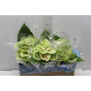 ANTHURIUM PISTACHE 6/7.5 025 CM DIAM MIN 6 CM VERDE