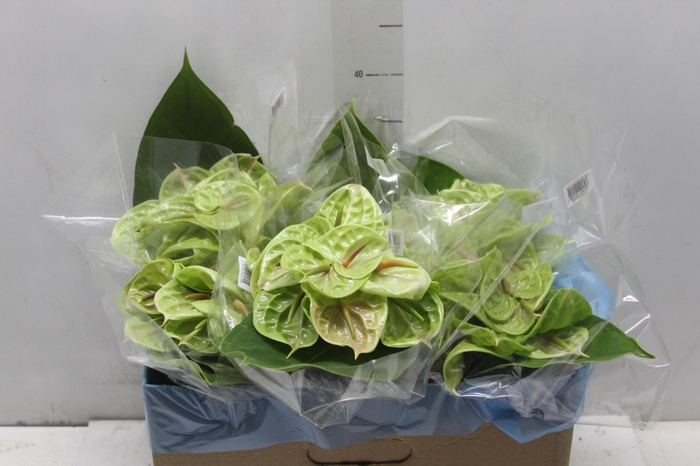 <h4>ANTHURIUM PISTACHE 6/7.5 025 CM DIAM MIN 6 CM VERDE</h4>