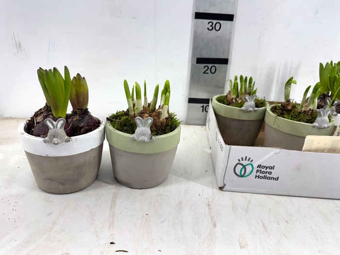 <h4>ARR BOL KNOLGEWAS</h4>