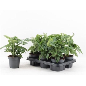 Monstera Monkey Leaf