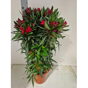 NERI OLEANDER