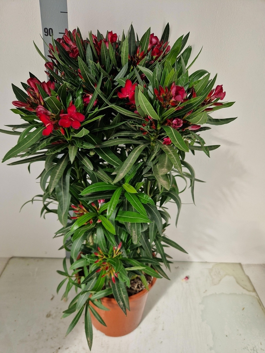 <h4>NERI OLEANDER</h4>