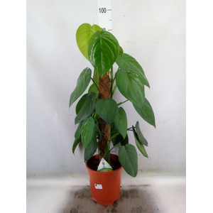 Syngonium   ...