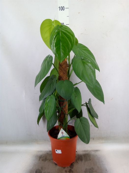<h4>Syngonium   ...</h4>