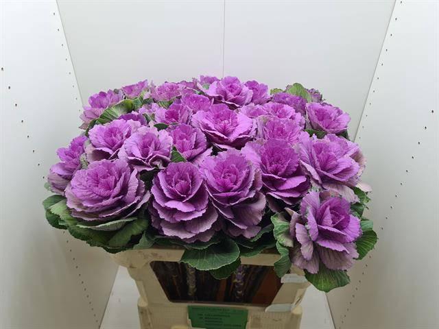 <h4>BRASS ROSE CRANE</h4>