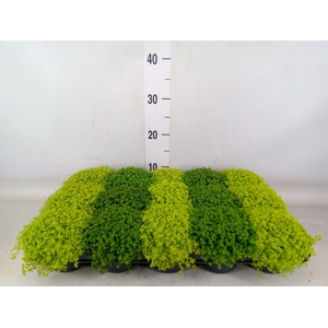 Soleirolia soleirolii   ...mix 2