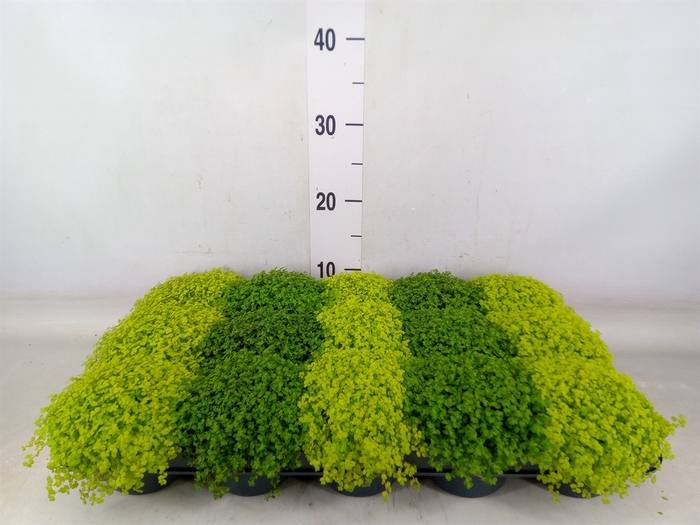 <h4>Soleirolia soleirolii   ...mix 2</h4>