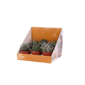 Haworthia mix 8,5 cm in showdoos your lifetime plant