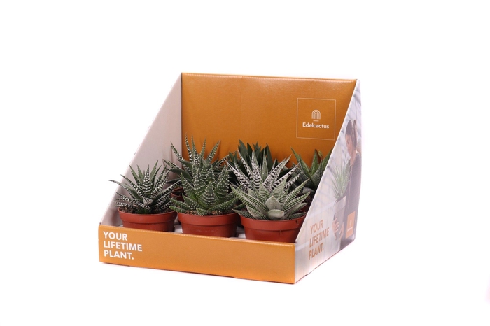 <h4>Haworthia mix 8,5 cm in showdoos your lifetime plant</h4>